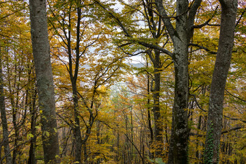 Beautiful natural landscape in the summer time