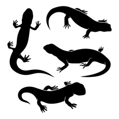 Hand drawn silhouette of salamander