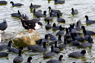 Beautiful Duck Swimming  The duck family swims in the lake.