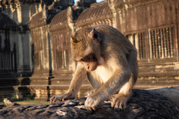 Playing monkey in Angkor Wat World Wonder