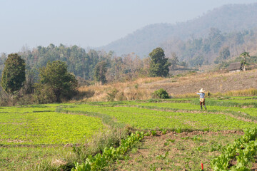 landscape view of green rice fields in myanmar with a farm worker