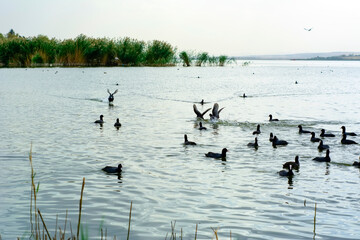 Beautiful Duck Swimming  The duck family swims in the lake.