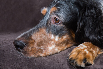 Beautiful English Setter dog with brown spots sleeping
