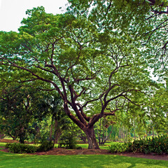 Fototapeta na wymiar Trees, Darwin