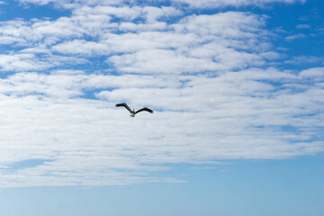 Pelican flying overhead on Florida beach