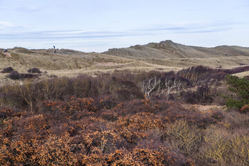 Formby Woods meets the sand dunes and beach