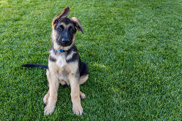 german shepherd puppy
