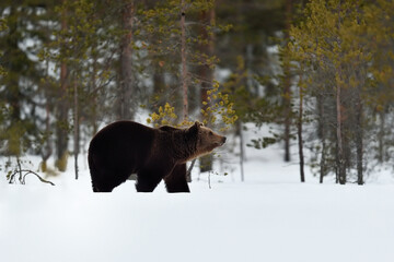 Brown bear on snow with forest background