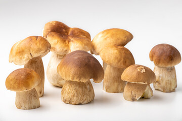 boletus mushrooms