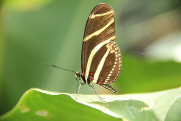 Picture of zebra butterfly on a leaf