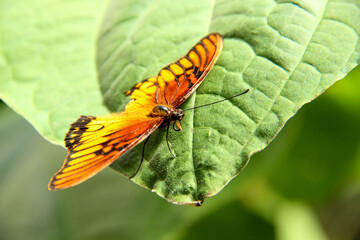 Picture of monarch butterfly on a big leaf