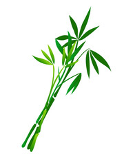Three green sprigs of bamboo cane. Vector isolated on a white background.