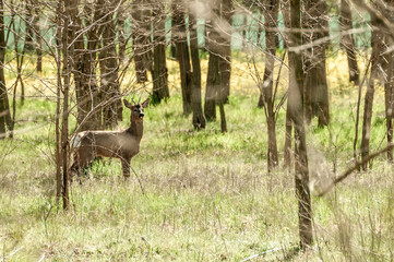 View on a roe deer in the forest