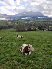 Fototapeta na wymiar Vaches dans un champs en hiver