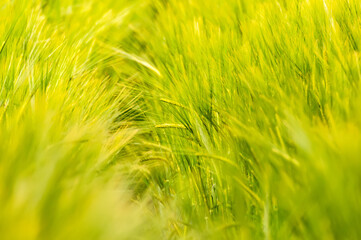 Closeup of a blurry wheat field.