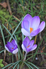 Pale pink crocuses in grass