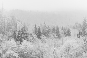 Winterlandschaft mit Bäumen im Nebel Wald