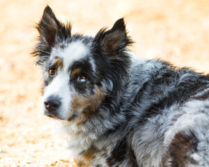 Hund, Australian Sheperd