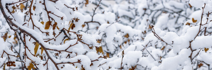 Snow on the branches of trees and bushes after a snowfall. Beautiful winter background with snow-covered trees. Plants in a winter forest park. Cold snowy weather. Cool panoramic texture of fresh snow