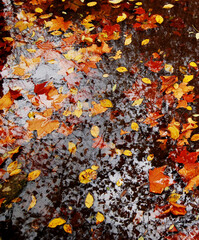 Leaves from different types of wood float on the surface of the water in the pond