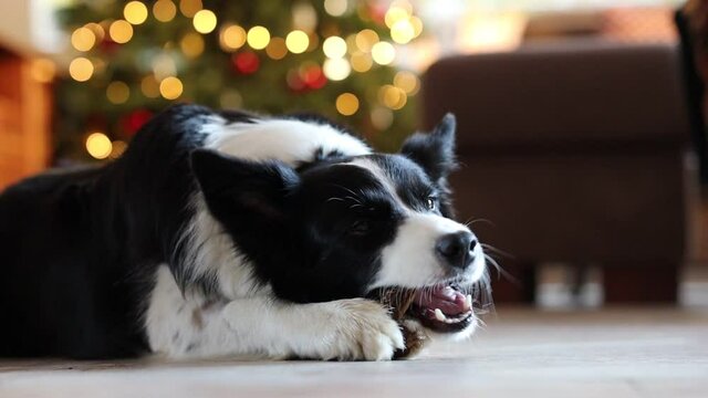 Lying Border Collie Gnaws Bone in the Living Room in front of Christmas Lights during Daytime. Black and White Dog Nibbles Bone Indoors.