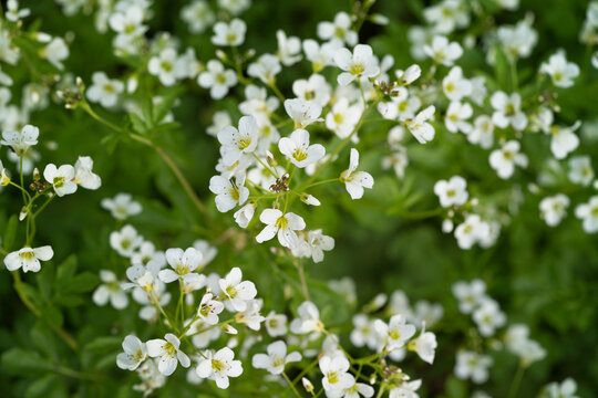 Cardamine amara, known as large bitter-cress. Spring forest. Top view.