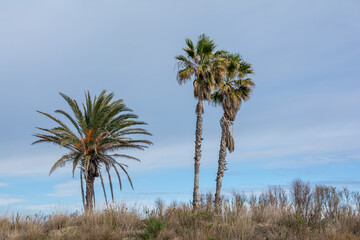 Obraz premium Palmeras