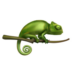 Chameleon Realistic Image