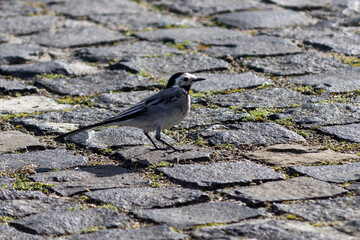 A small bird stands on the pavement and looks at the photographer.