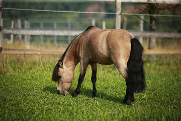 Naklejka na ściany i meble Miniature pony stallion, grazing in the pasture, photographed from behind..