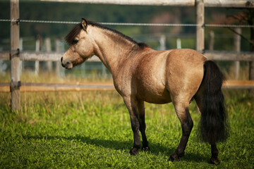 Miniature pony stallion, stands with his head up in the pasture and looks to the left..