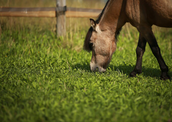 Miniature pony stallion, in head portraits while grazing in the pasture, space for text..