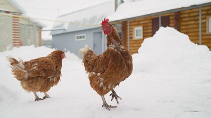 In winter, two brown hens walk around the farm. brown chicken on the farm in winter