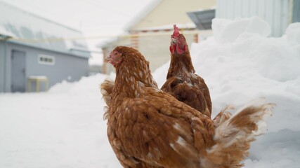 In winter, two brown hens walk around the farm. brown chicken on the farm in winter