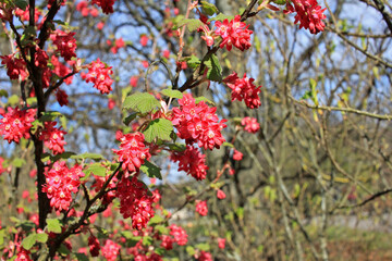 Ribes sanguineum