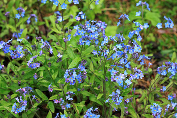 Myosotis sylvatica flowers