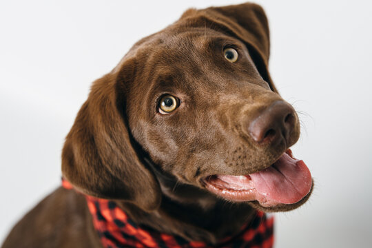 chocolate lab dressed up