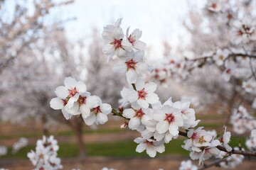 Almond Blossoms 2020