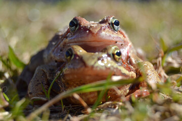 couple of Bullfrogs Close Up,frog under is defocused 