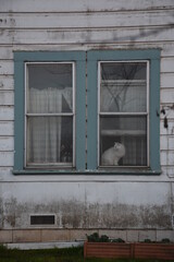Dog and cat in old house window 2