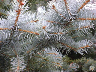 Blue spruce in the city park