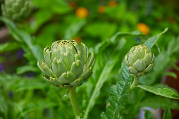 Young artichoke flower as a close-up.