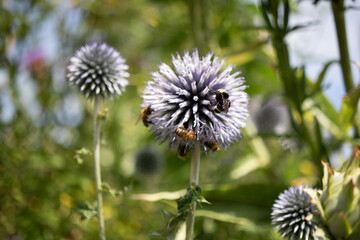 An Illania being pollenated by bees in a summer garden