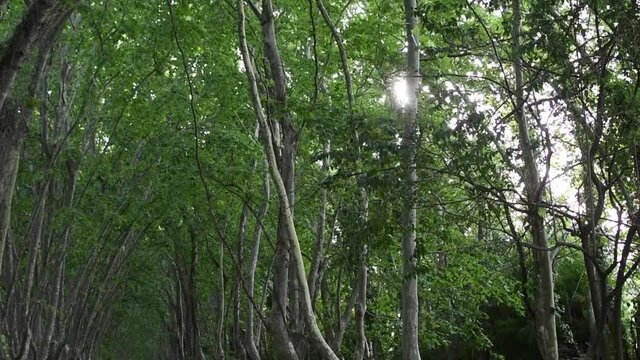 sunlight boke between the leaves of the trees
