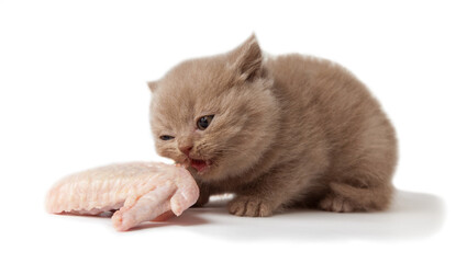 British kitten eating raw chicken
