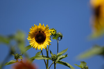 Bright yellow sunflower in a summer meadow