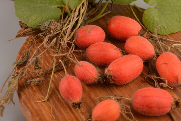 Fruit of Thladiantha dubia. Red cucumber - perennial decorative vine. Decorative plant