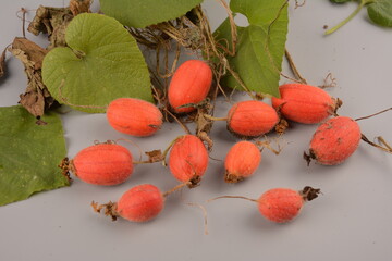 Fruit of Thladiantha dubia. Red cucumber - perennial decorative vine. Decorative plant
