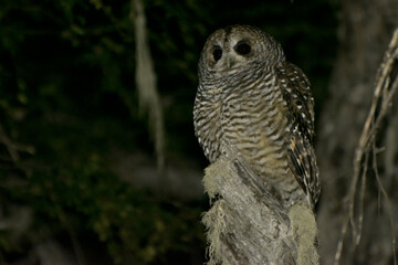 Concon -  Strix rupifes -