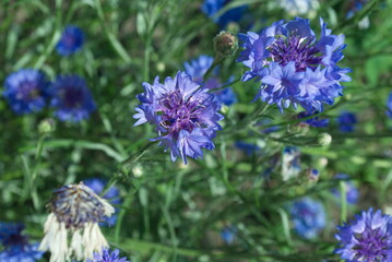 flowers in the garden
